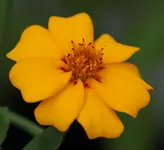 Tagetes 140701.webp