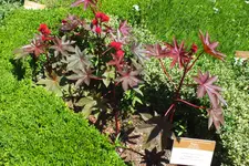 2014_0703sommer0067.webp