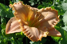 CIMG4711.webp