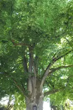 2014_0703sommer0136.webp