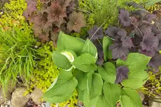 goldbandgras hosta pfennigkraut.webp