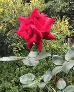 G_Blume_Edelrose_rot_v4__03.07.2014_mr.ditschy.webp