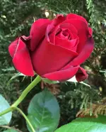 G_Blume_Edelrose_rot_v5__03.07.2014_mr.ditschy.webp