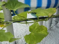 DSCF5351.webp