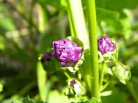 DSCN8871.webp