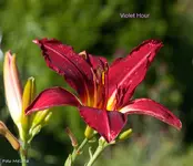 IMG_2384.webp