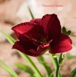 IMG_2389.webp