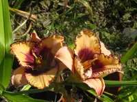 maureen faber_1024x768.webp