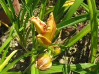 exotic isle_1024x768.webp