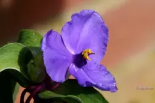_Dreimaster blau.webp