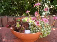 Schale1.webp