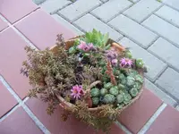 Schale2.webp