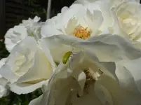 P1110442.webp