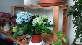 Hortensie.webp