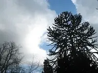 Bild 7187.webp