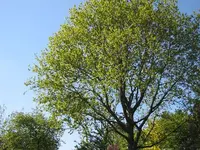IMG_0275.webp