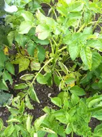 IMG_2436.webp