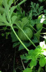 Mini-Melone.webp