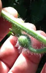 Mini-Melone2.webp