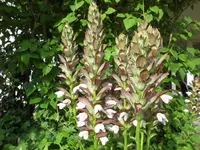 SAM_4842.webp