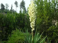 SAM_4845.webp