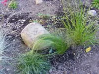 Haargras.webp