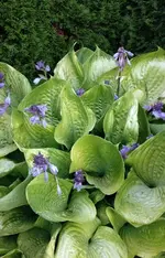 Hosta.webp