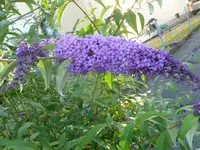 P1140590.webp