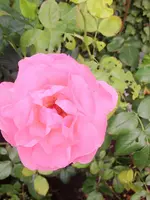 image.webp