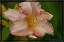 Summer Passion.webp