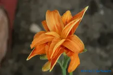 Kwanso+.webp
