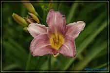 Lavendula.webp