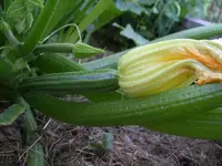 IMGP6737.webp