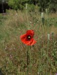 P6020159_wilder_Mohn.jpg