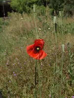 P6020159_wilder_Mohn.webp