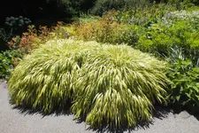 japangras.webp