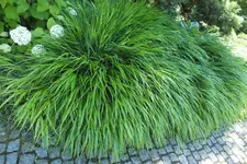 japangras 2.webp