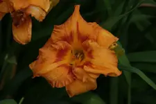 Cherry Eyed Pumpkin.webp