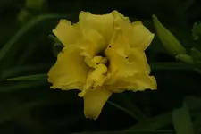 Double Gardenia.webp