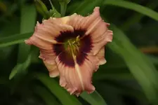 DSC09019.webp