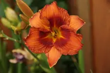 Duke of Durham.webp