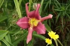 Fuchsia Fashion.webp