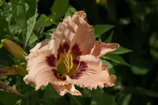 Hiesfelder Rosenrot (2).webp