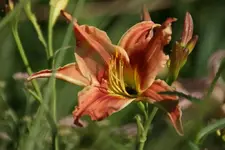 Narrentanz.webp