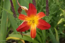 Open Heart.webp