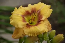 Ornamental Focus.webp
