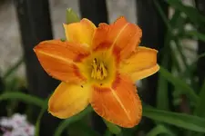 Peachy Hager.webp