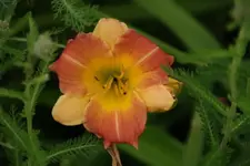 Prairie Blossoms.webp