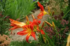 Taunus Red Flame (2).webp