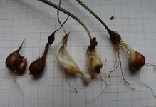 Tulpenkinder14-2.webp